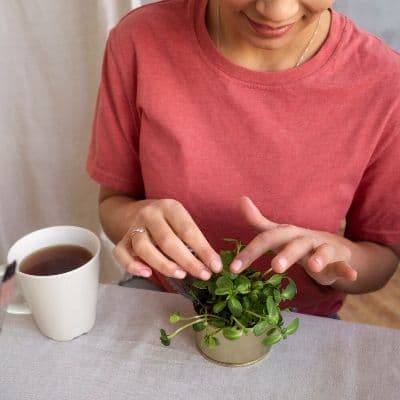 Boldo : bienfaits, usages et conseils pour une digestion plus légère