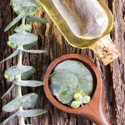 Vapeurs d’eucalyptus : un rituel ancestral qui aide toujours à mieux respirer