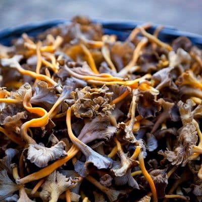 Cordyceps : origines, bienfaits et mode d'emploi de ce super-champignon
