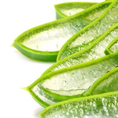 5 plantes indispensables pour une trousse de secours naturelle à la maison